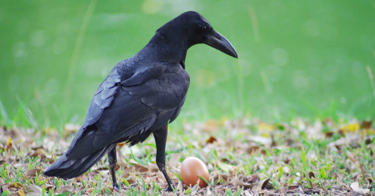 smart black bird